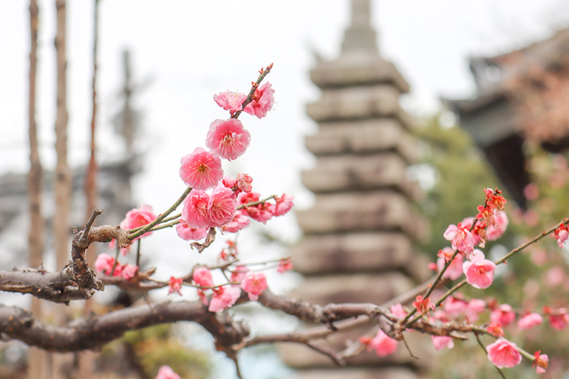 西連寺（滋賀県草津市）の梅の花